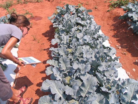 Kelly Gaskill evaluates broccoli